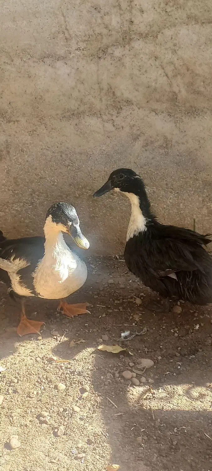 اردو نر و ماده|حیوانات مزرعه|دره شهر, |دیوار