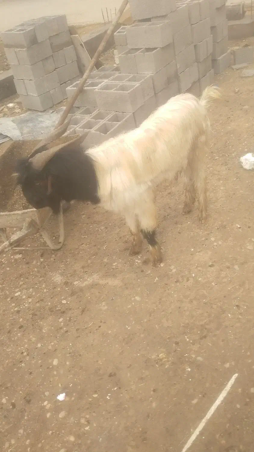 دوبر جوان|حیوانات مزرعه|گتوند, |دیوار