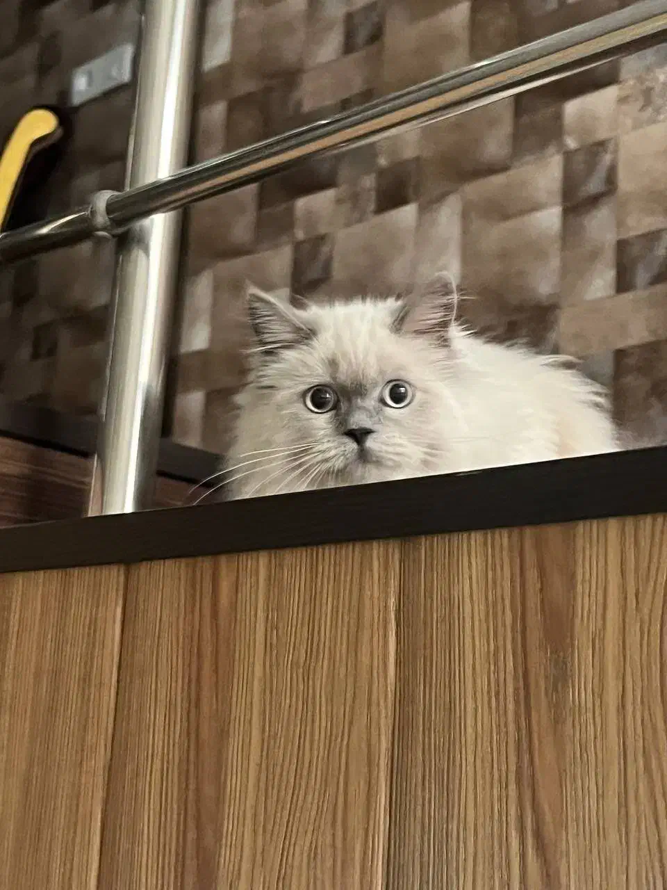 واگذاری گربه پرشین|گربه|مشهد, کوثر|دیوار