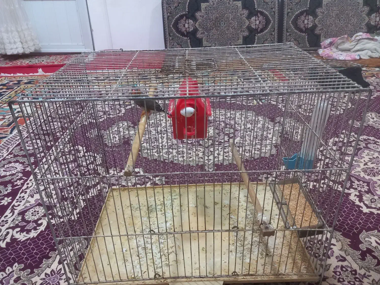 یک جفت فنج|پرنده|تبریز, |دیوار