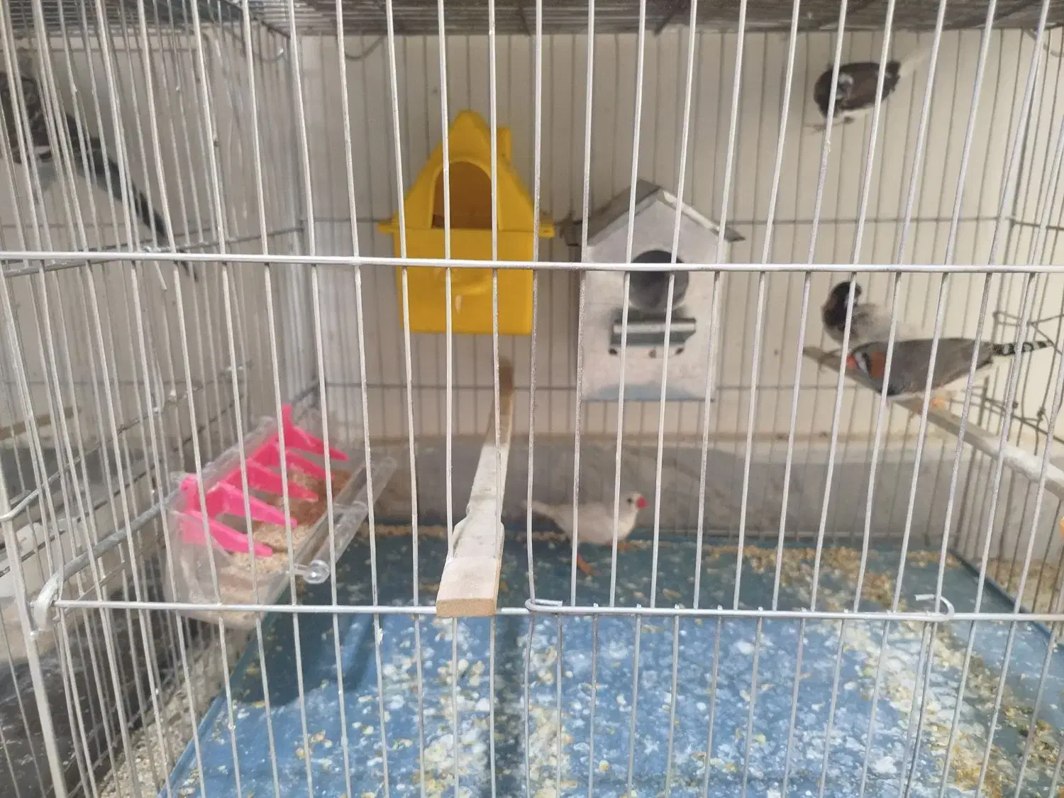 فنچ و مرغ عشق|پرنده|ازنا, |دیوار