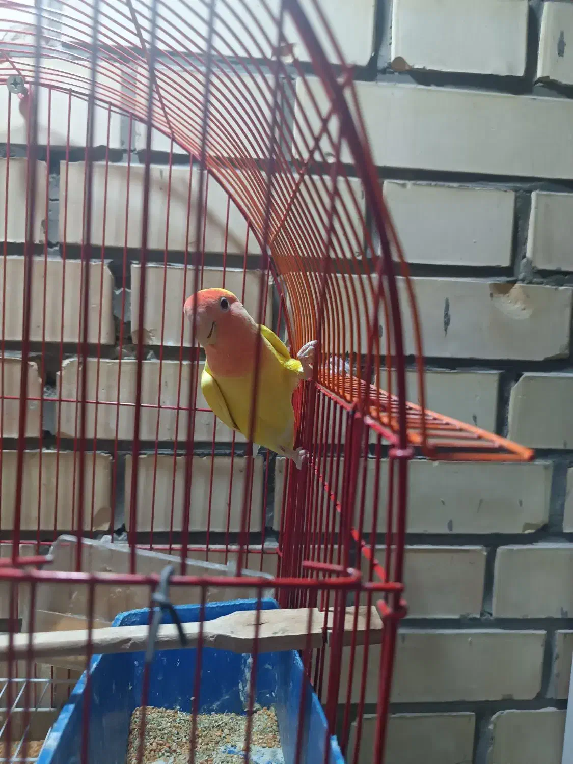 کوتوله برزیلی|پرنده|شاهین‌شهر, شهرک پردیس|دیوار