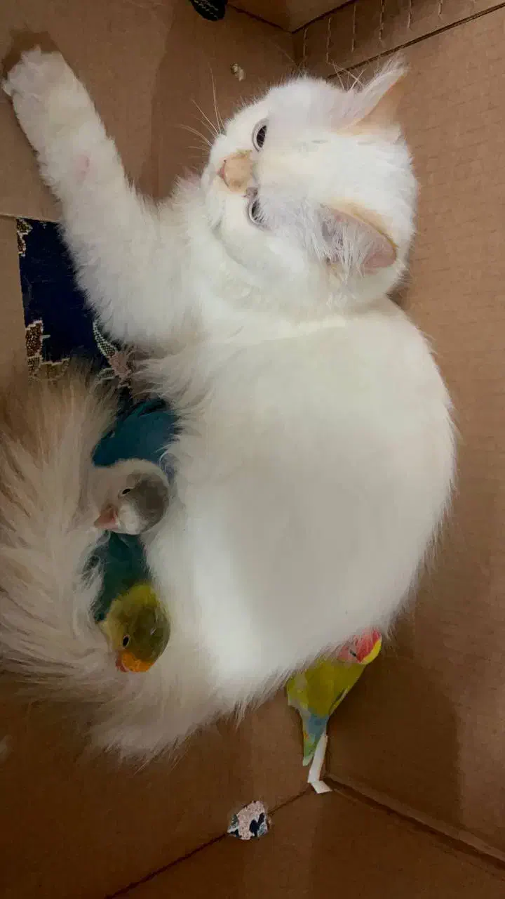 واگذاری گربه پرشین|گربه|آستانه اشرفیه, |دیوار