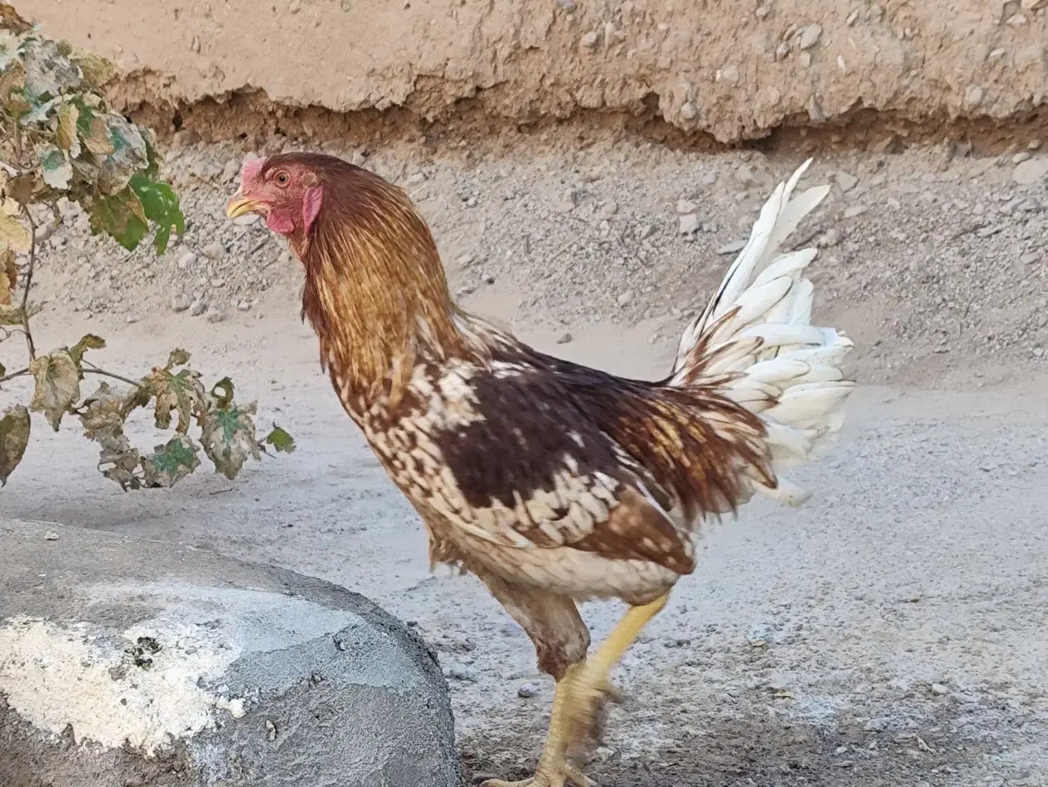 خروس|حیوانات مزرعه|خواف, |دیوار