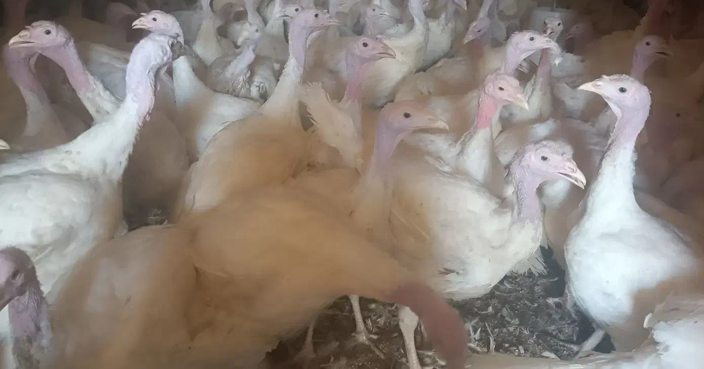 فروش بوقلمون زنده|حیوانات مزرعه|یزد, |دیوار