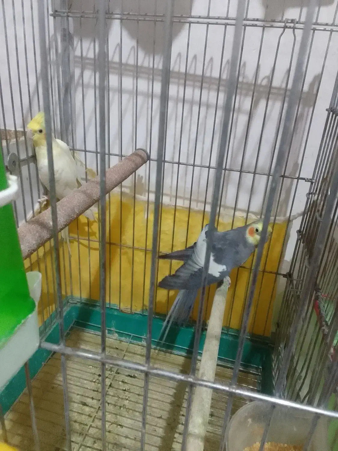 عروس هلندی نر وماده|پرنده|سبزوار, جهاد کشاورزی|دیوار