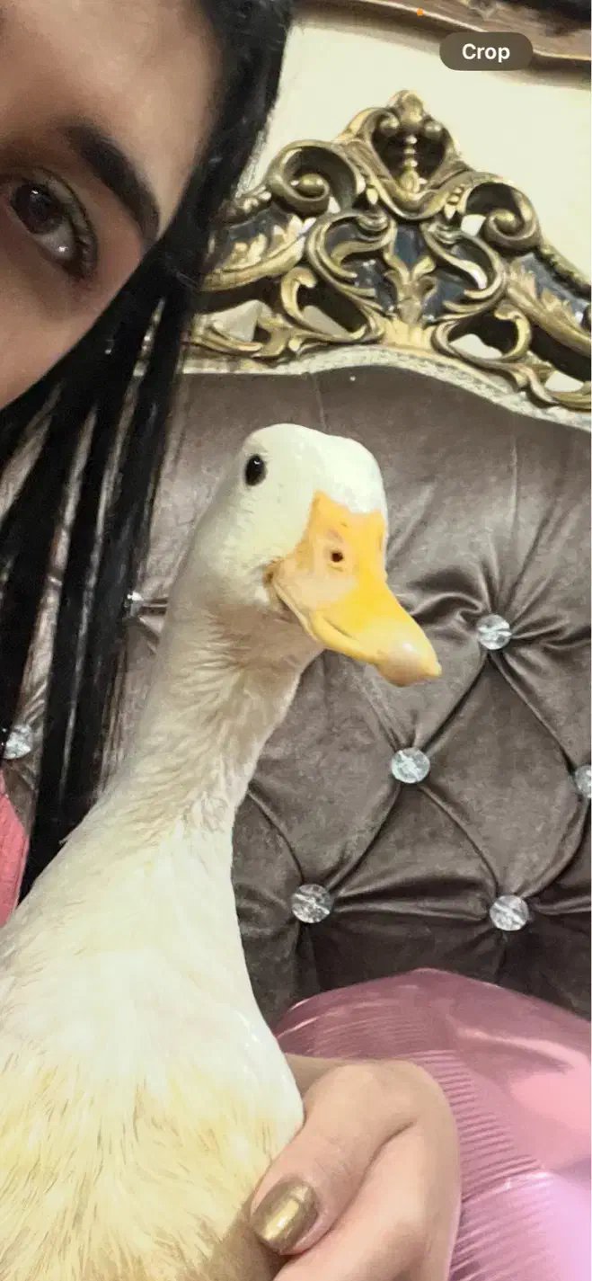 اردک تخمگذار|حیوانات مزرعه|کرج, عظیمیه|دیوار