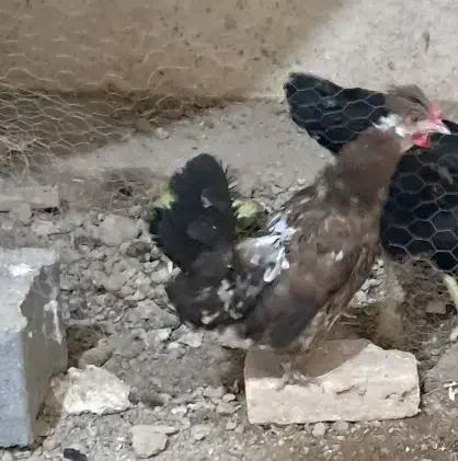 مرغ گم شده|حیوانات|پاکدشت, پاکدشت (مامازند)|دیوار