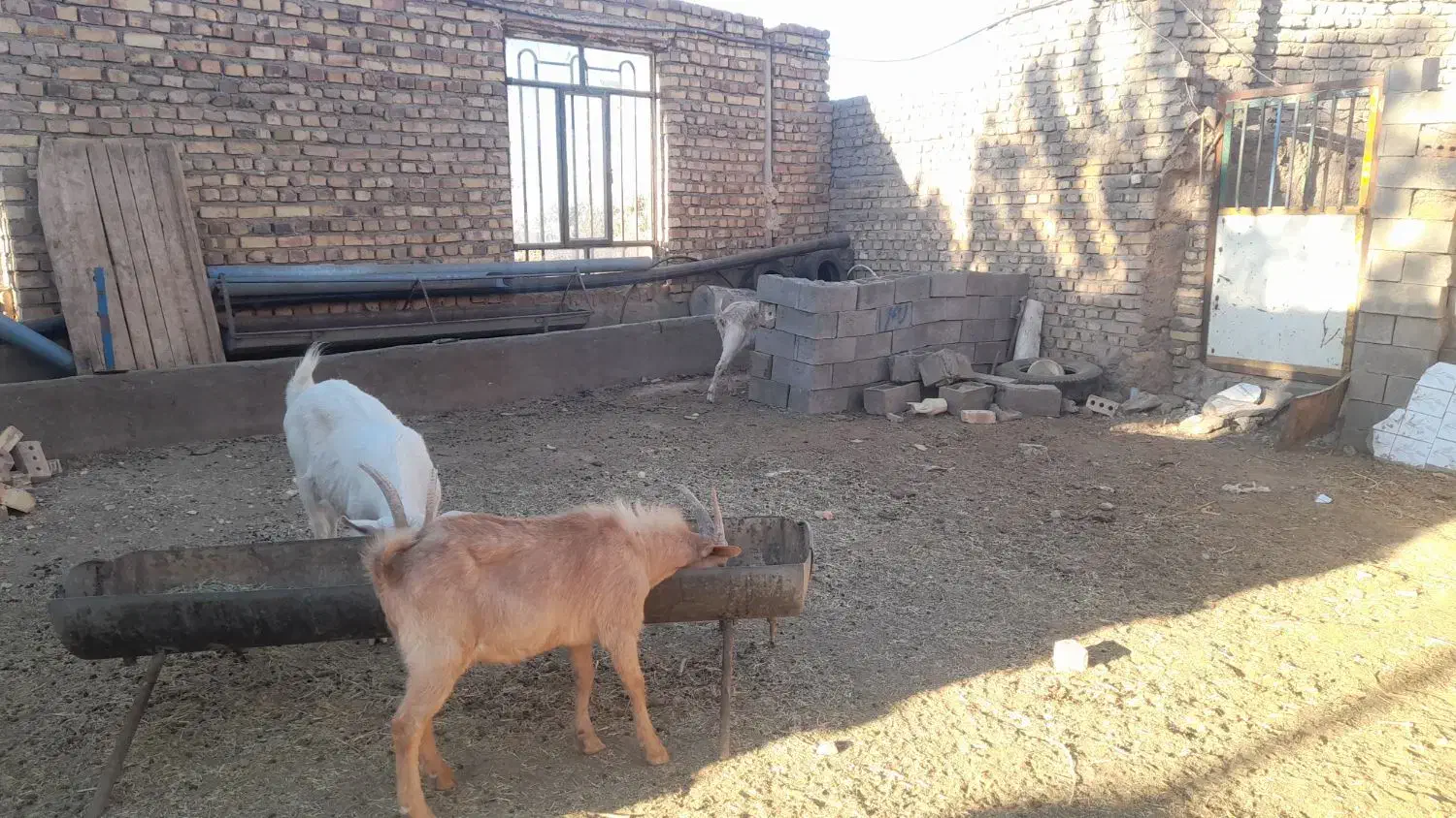 فروش بز و نربز سانن|حیوانات مزرعه|سلامی, |دیوار