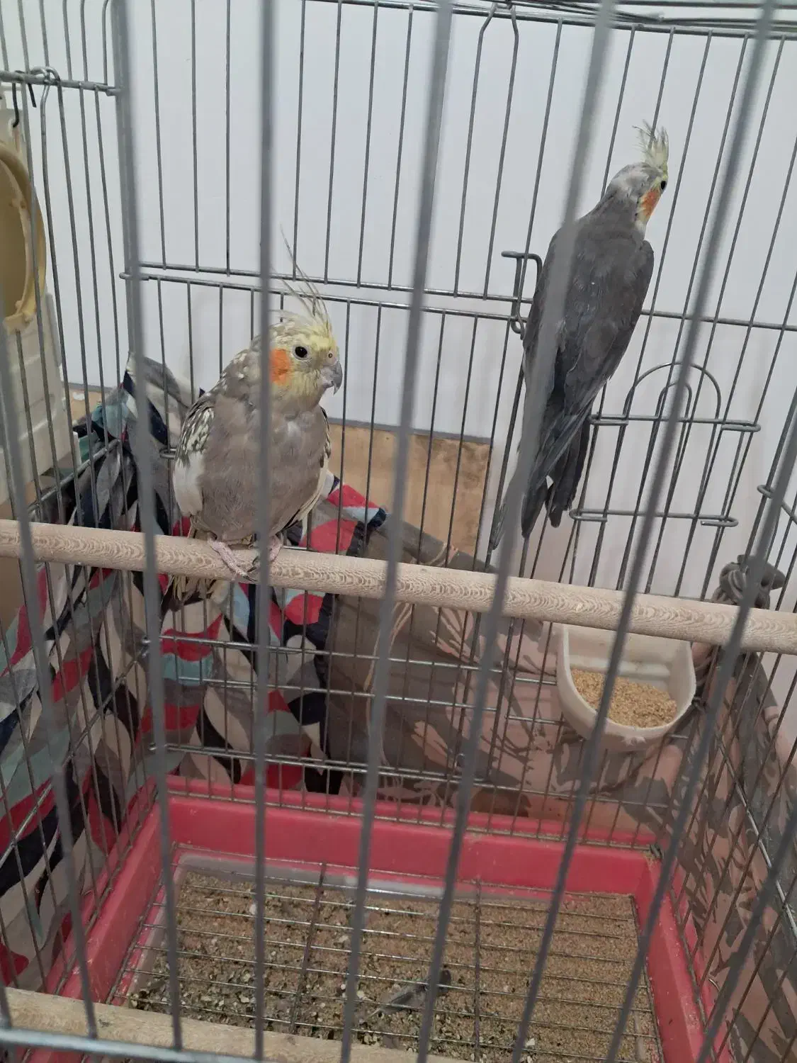 کوتوله و عروس هلندی|پرنده|خمین, |دیوار