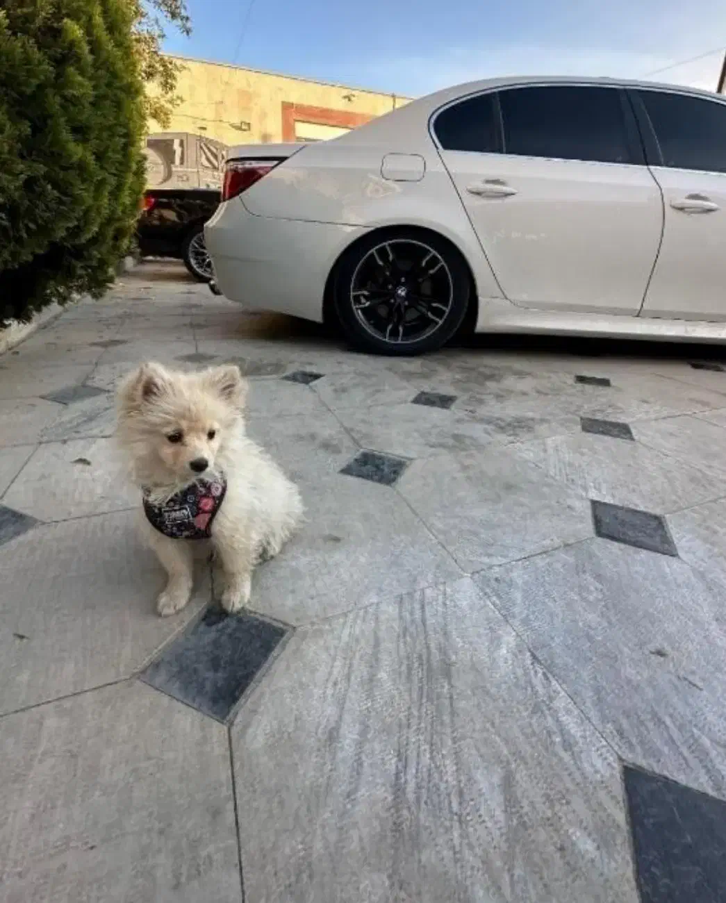 سگ گمشده|سگ|قم, زنبیل آباد|دیوار