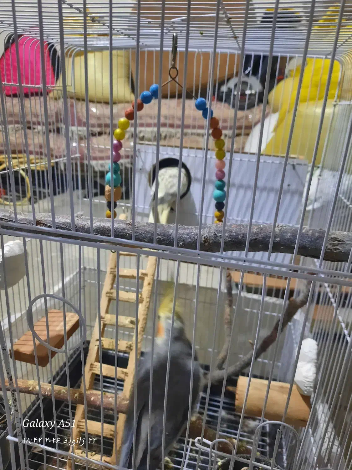 عروس هلندی|حیوانات|بهارستان, |دیوار