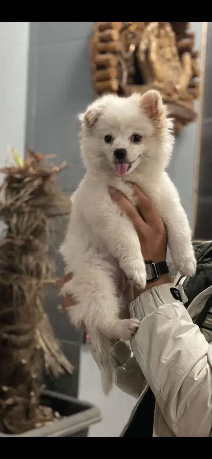 پامر ماده ۵ماهه ۸تومن|سگ|رشت, معلم|دیوار