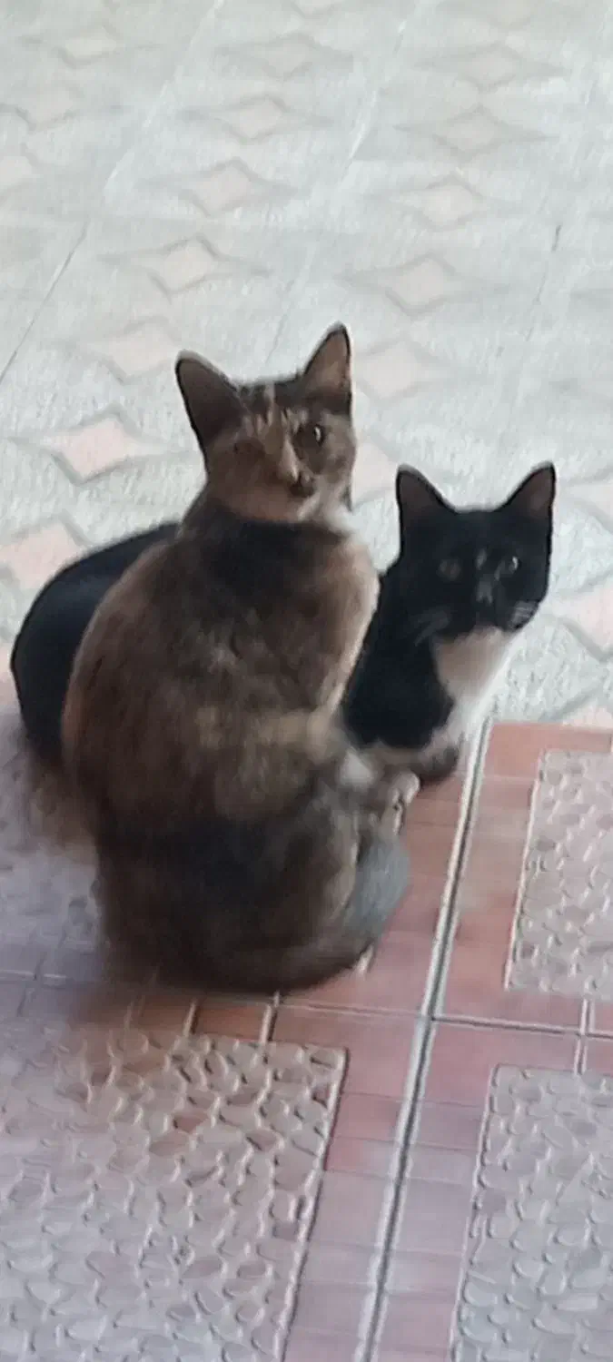 واگذاری 2 تا گربه نر و ماده خواهرو برادر هستن|گربه|چالوس, |دیوار