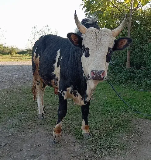 ورزاکوله منده چالوسی عروسک الماس260تایی گاونر|حیوانات مزرعه|رشت, شهرک شهید رجایی|دیوار