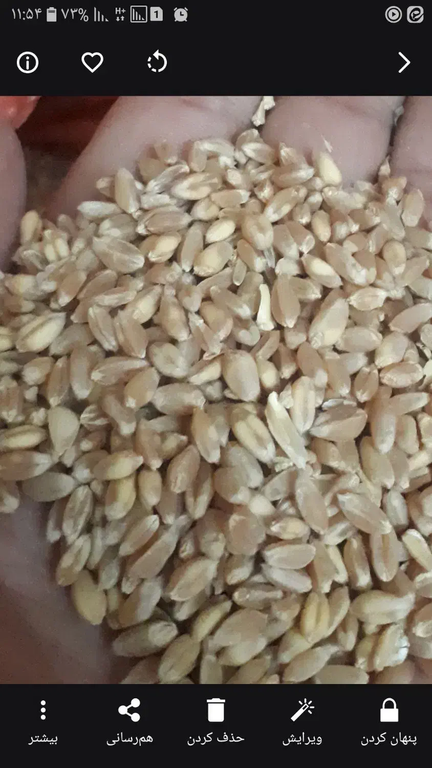 گندم پیشگام|لوازم جانبی حیوانات|گرمه, |دیوار