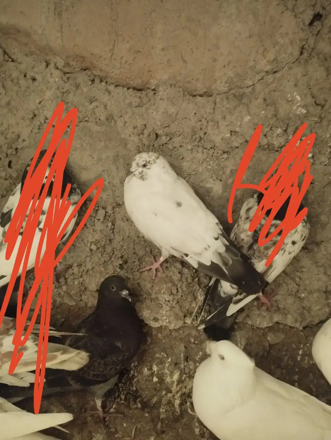 طوقی های اویناق و ساعتی معاوضه با دوبر|پرنده|ویلکیج, |دیوار