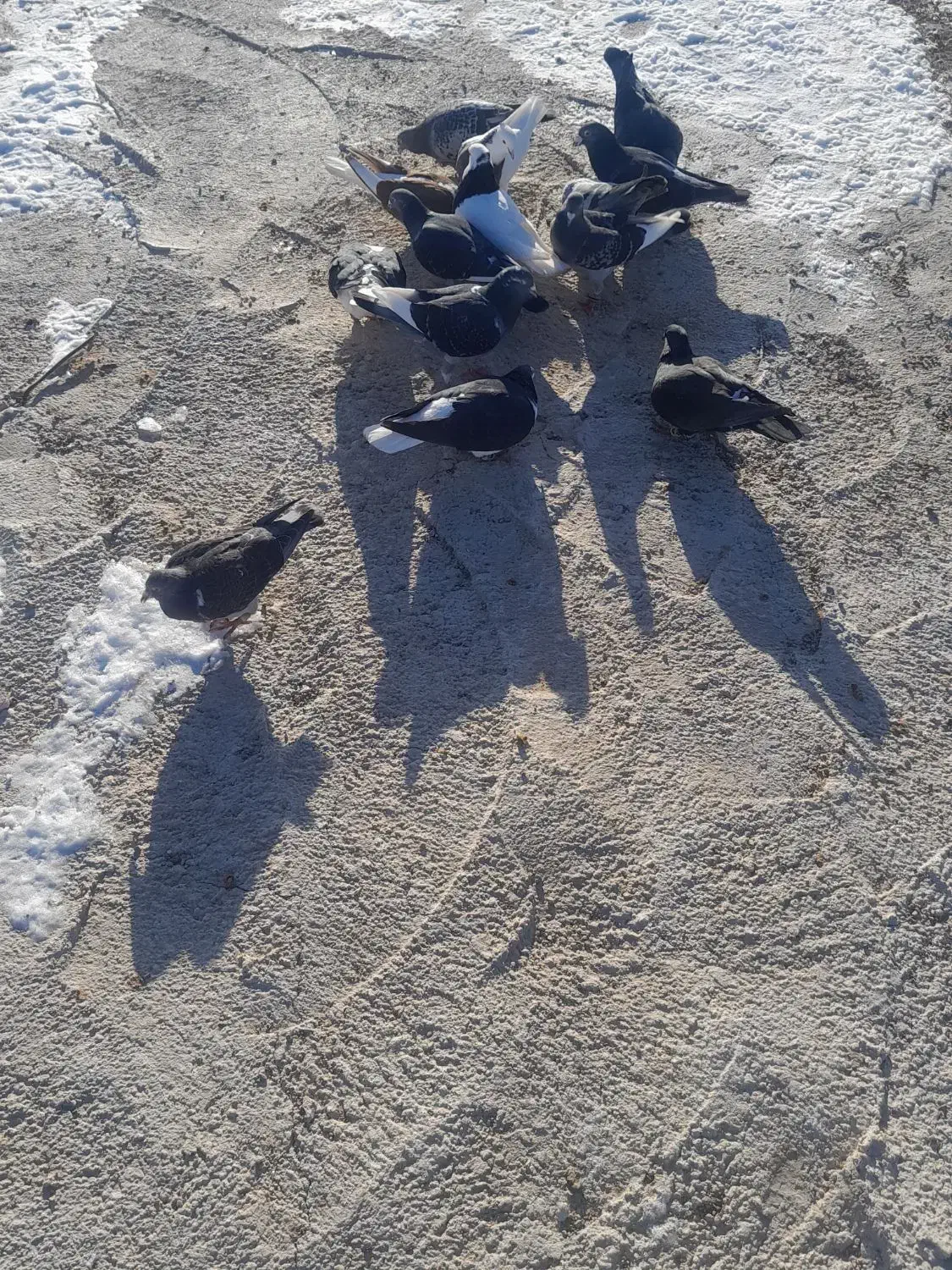 کبوتر|پرنده|اسفراین, |دیوار