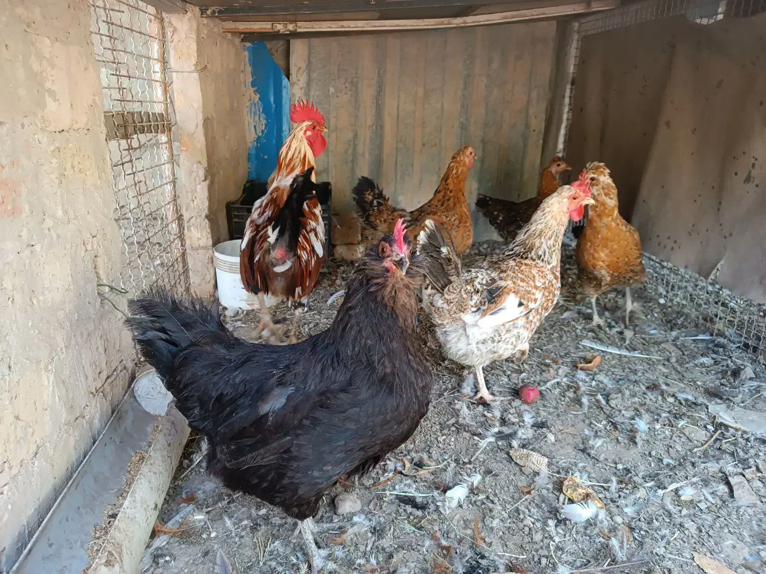 تخم نطفه دار گلین محلی اصیل|حیوانات مزرعه|کرج, شهرک رضوانیه|دیوار