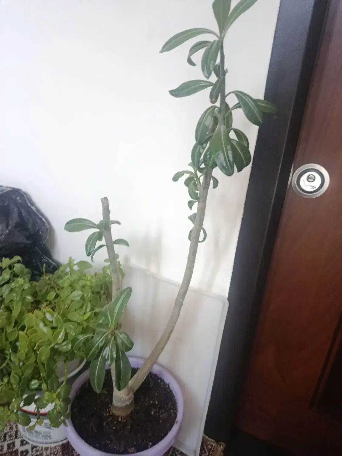 گل و گیاه خانگی|گل و گیاه طبیعی|اردبیل, |دیوار