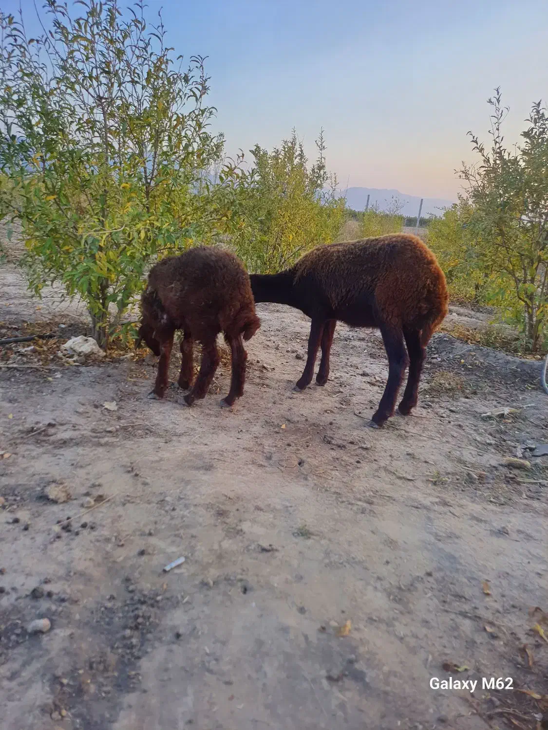 دوتا بره افشاری خوردخوراک به شرط قیمت جفت ۱۱۵۰۰|حیوانات مزرعه|گنبد کاووس, |دیوار
