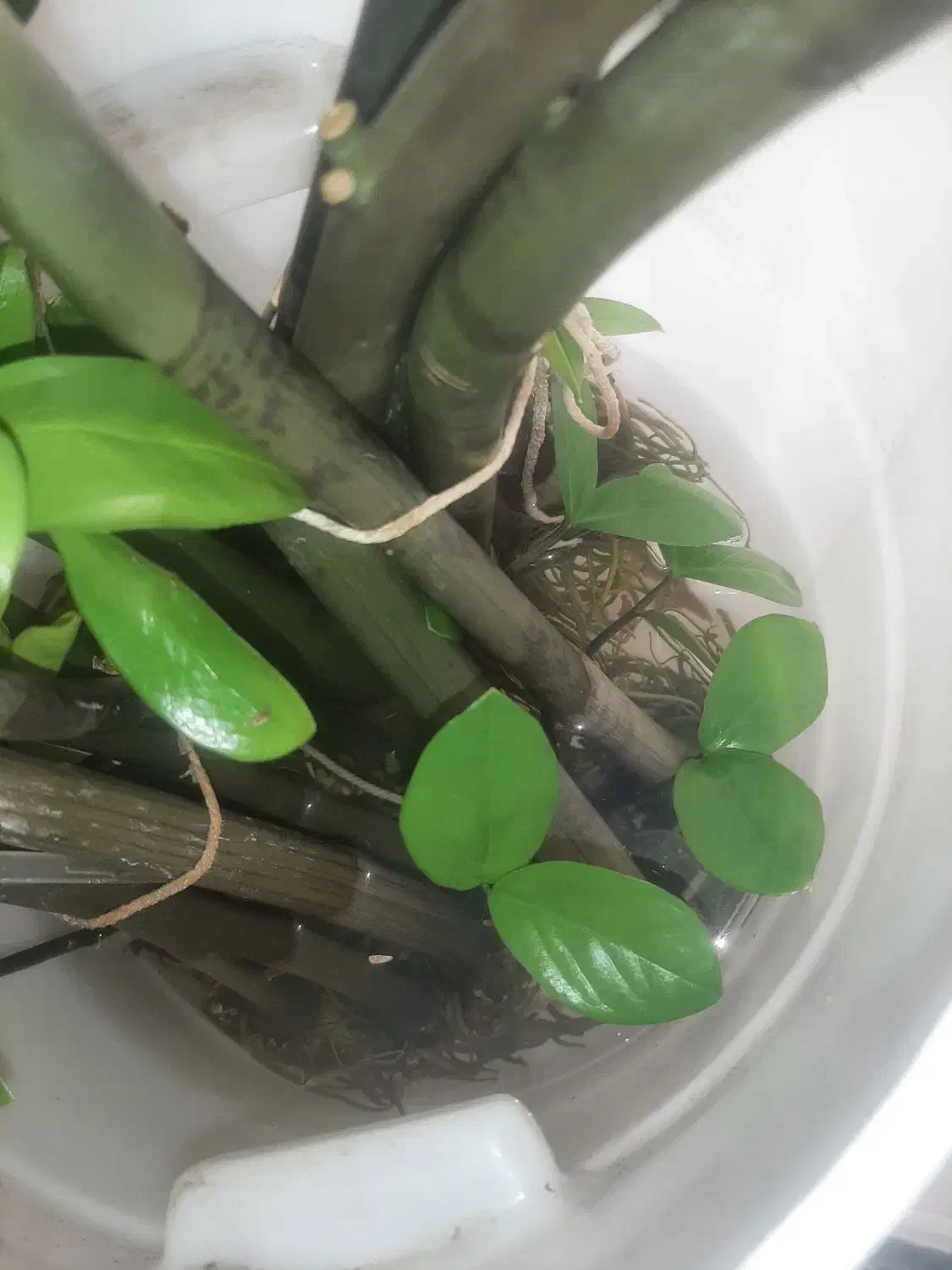 زاموفیلیا بلند و پر ریشه|گل و گیاه طبیعی|تهران, نیلوفر|دیوار