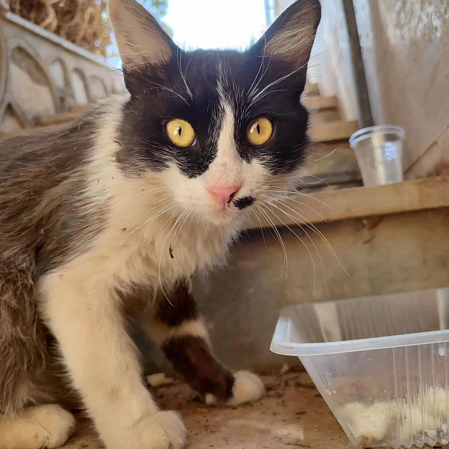 گربه گم شده|گربه|بیرجند, |دیوار