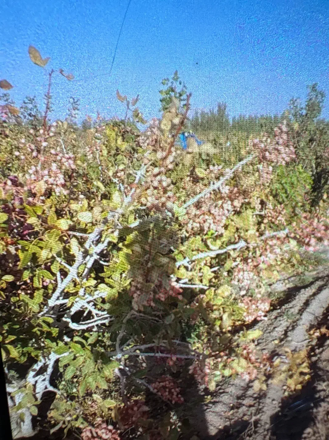 فروش باغه پسته|فروش دفتر صنعتی، کشاورزی، تجاری|رفسنجان, |دیوار