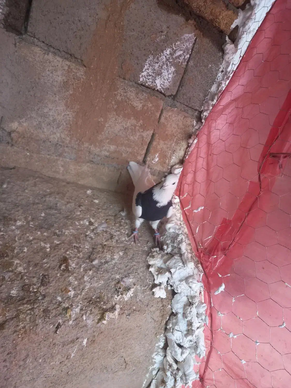 کبوتر|پرنده|اسدآباد, |دیوار