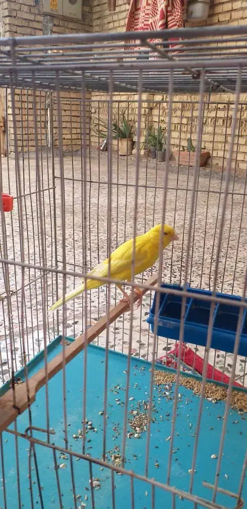 قناری درجه یک کشیده|پرنده|شوش, |دیوار