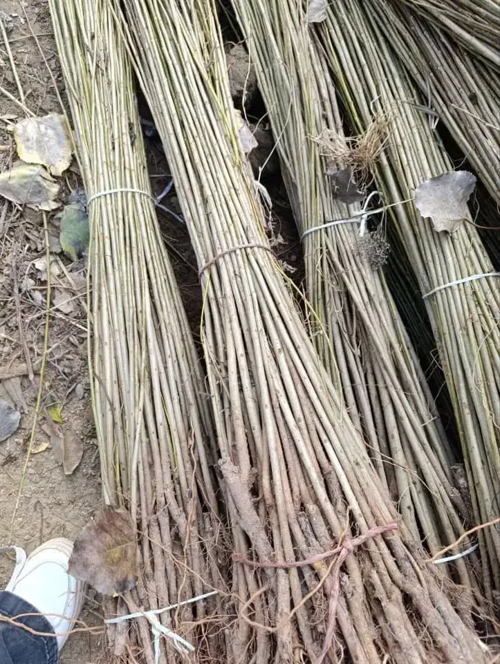 نهال صنوبر تبریزی|خدمات باغبانی و درختکاری|مشگین شهر, |دیوار