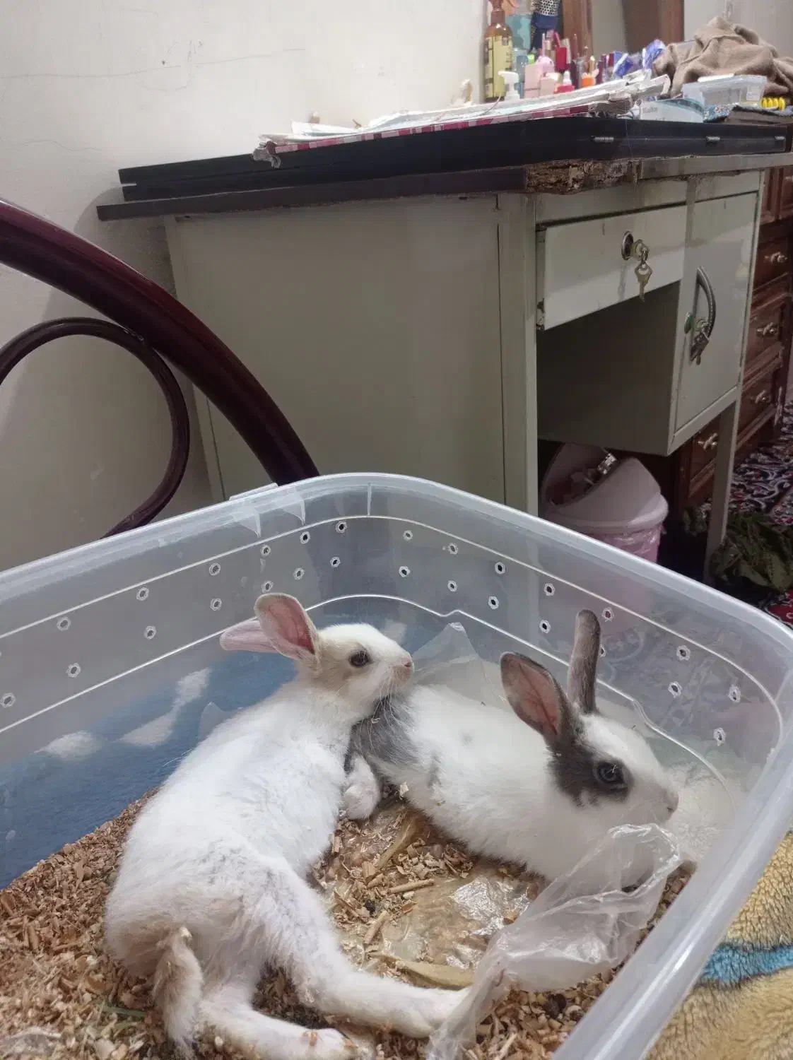 خرگوش|موش و خرگوش|شاهین‌شهر, عطار|دیوار