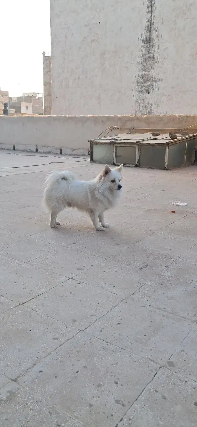 سگ پامرین روباهی بازی گوش.|سگ|قرچک, مهدیه|دیوار