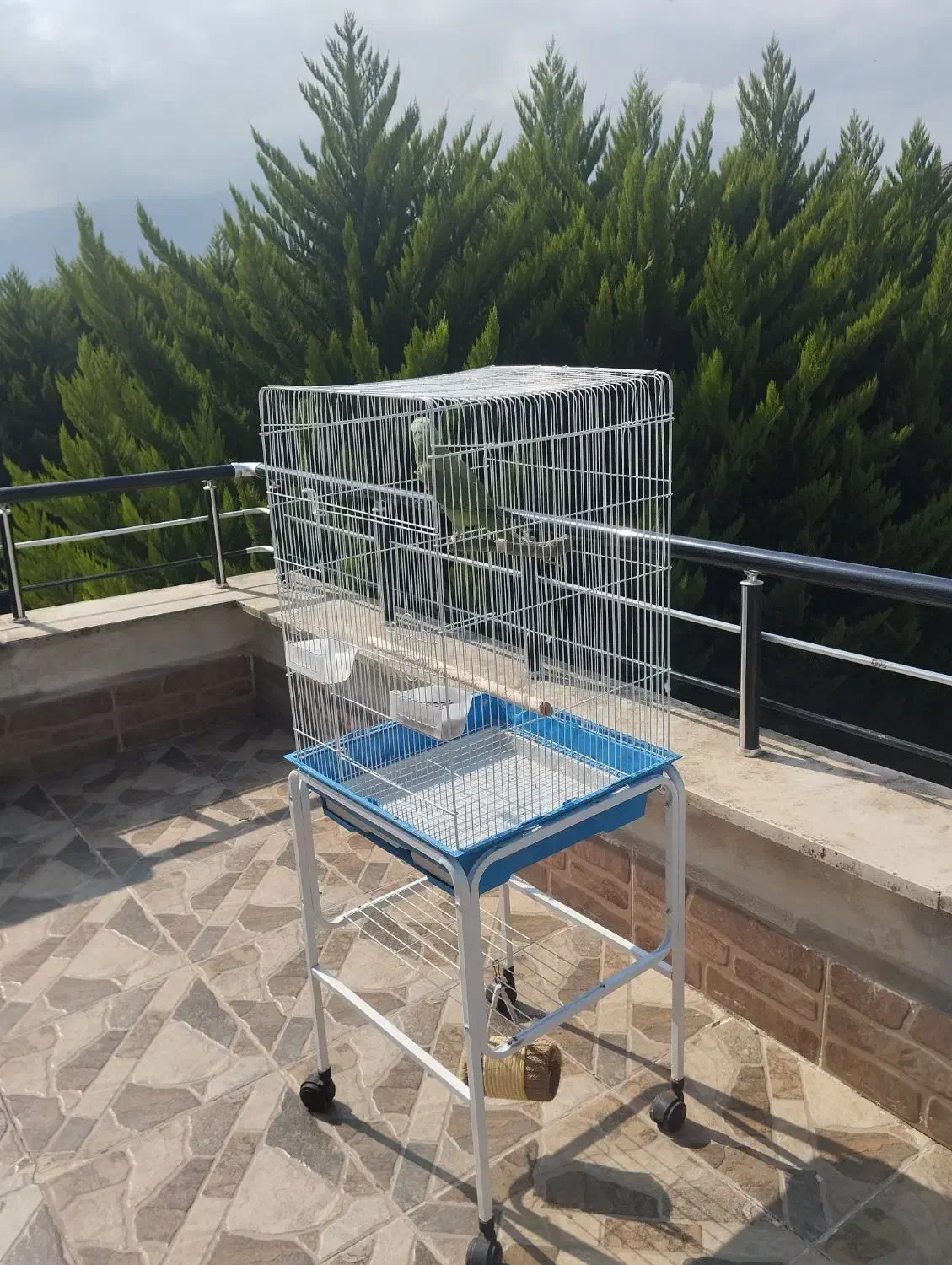 شاه طوطی نر رام و دستی|پرنده|چالوس, |دیوار