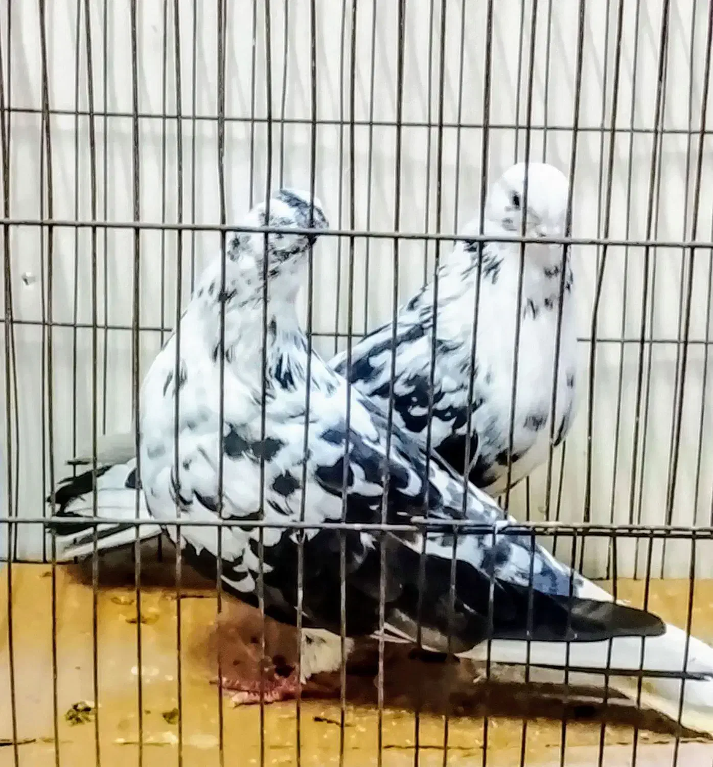 کبوتر پرشی گردن کلفت سر کله دار سو دار|پرنده|قائم‌شهر, |دیوار