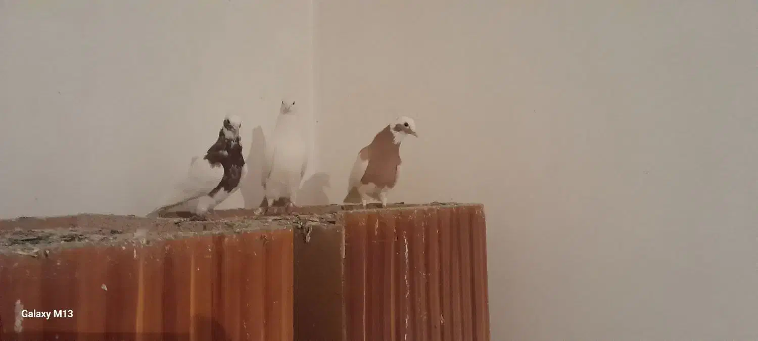 یک جفت فره طوقی و یدونه سفید|پرنده|بناب, |دیوار