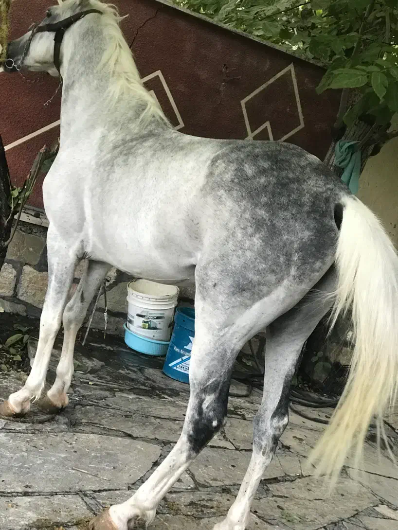 اسب نریان فوق العاده|اسب و تجهیزات اسبسواری|تهران, آذری|دیوار