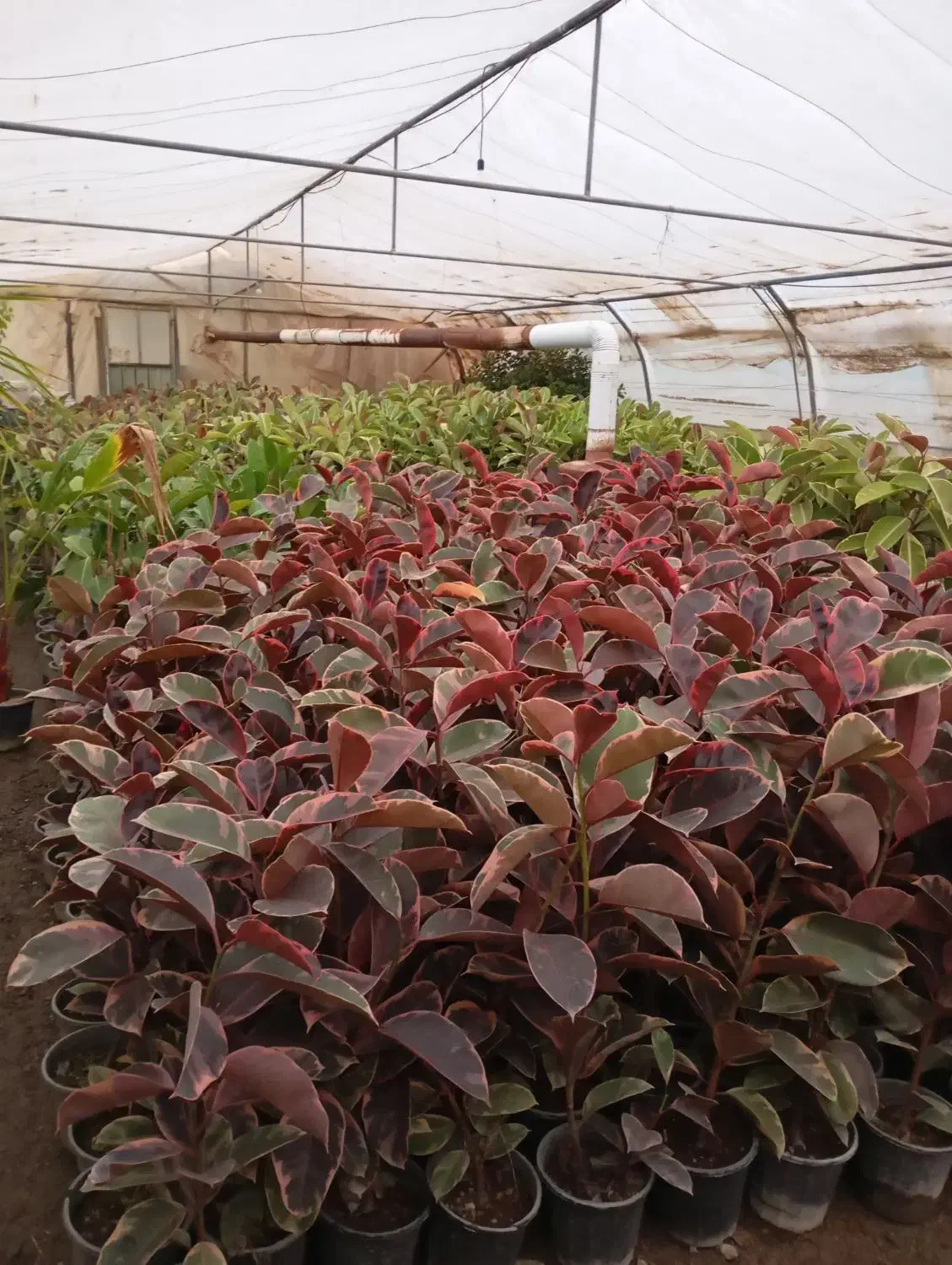 گل و گیاه|گل و گیاه طبیعی|اصفهان, جلفا|دیوار