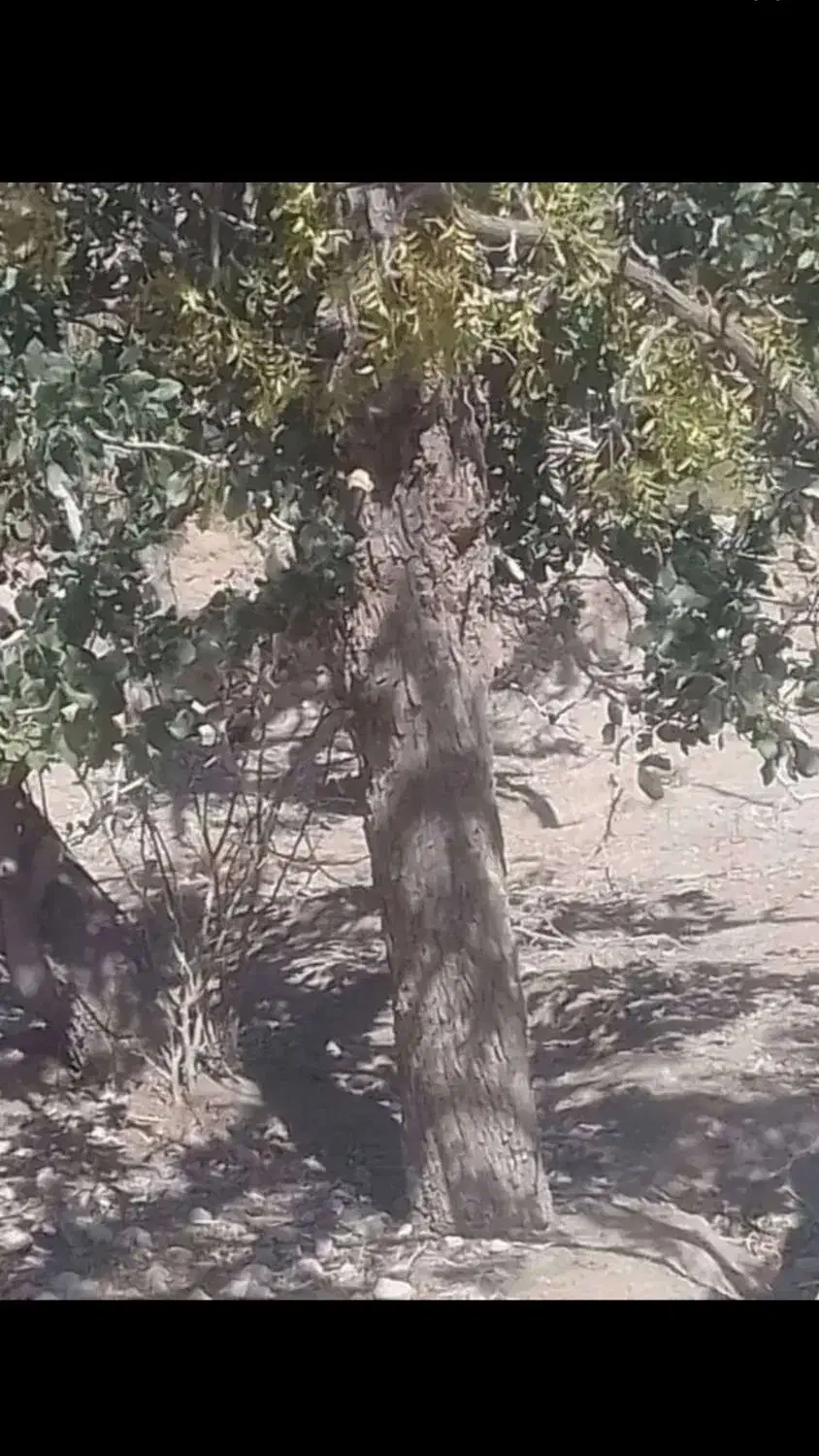 خرید چوب وتنه انواع درختان با بالاترین قیمت|خدمات باغبانی و درختکاری|زهان, |دیوار