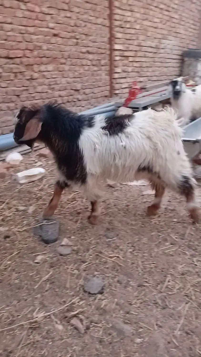 بزغاله نر 6ماههشه ولی ماشالله چاق|حیوانات مزرعه|بیرجند, |دیوار