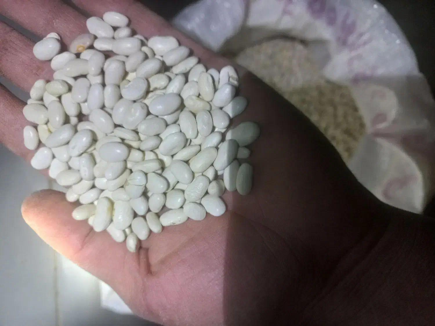 فروش لوبیا سفید|خوردنی و آشامیدنی|شیراز, لاله|دیوار