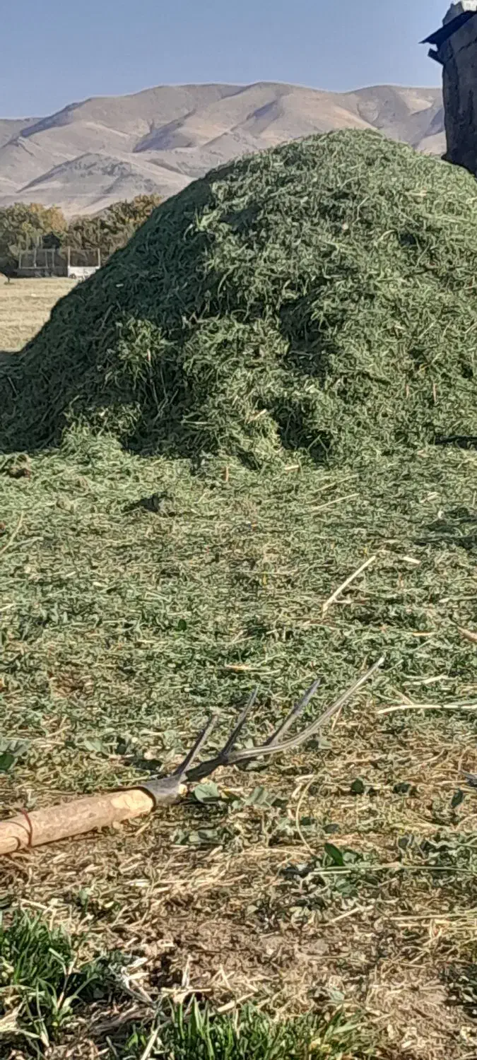 یونجه کوبیده تمام برگ|لوازم جانبی حیوانات|موچش, |دیوار