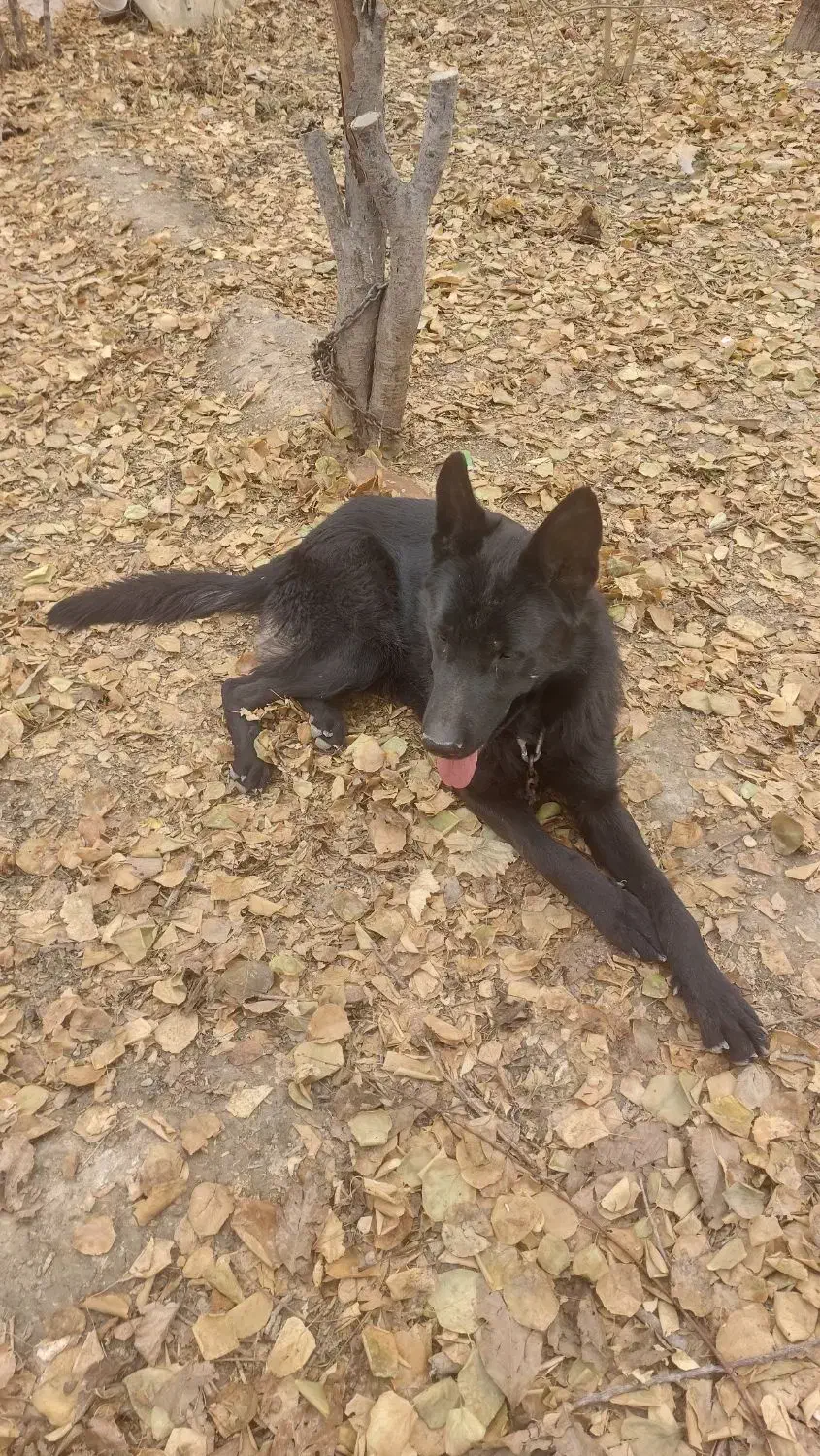 ژرمن شپرد بلک|سگ|اصفهان, زیار|دیوار