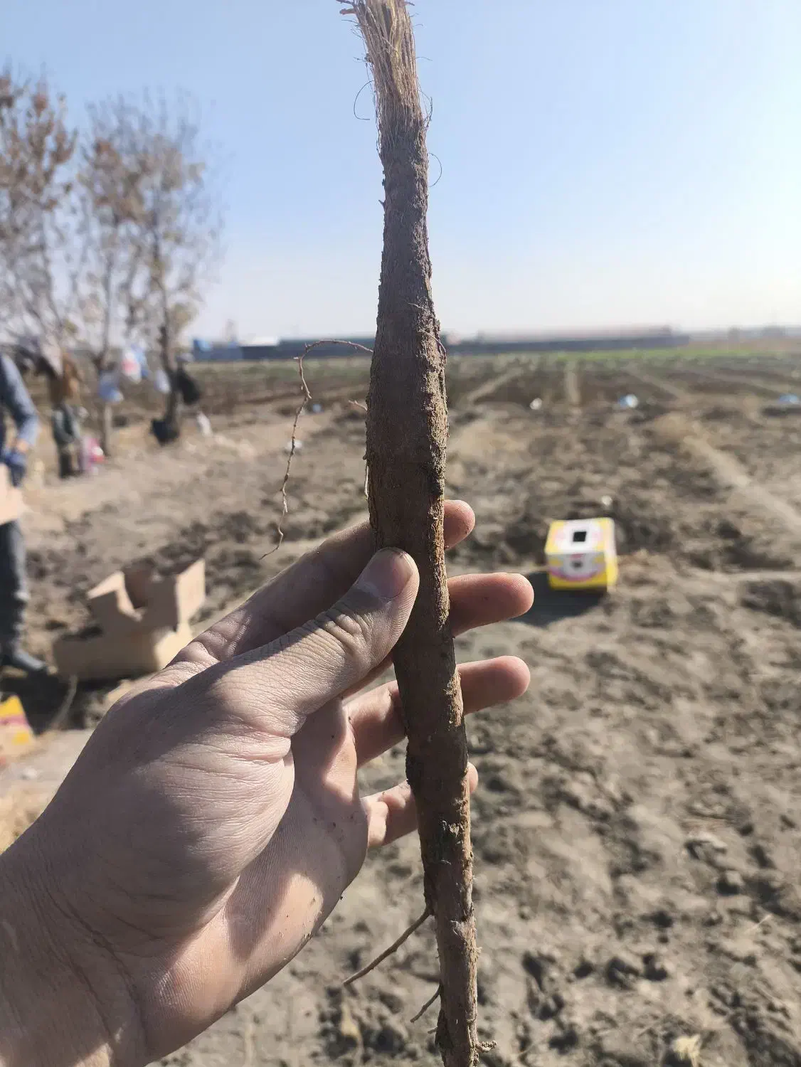 گیاه انغوزه|خدمات باغبانی و درختکاری|تربت‌حیدریه, حیدرآباد|دیوار