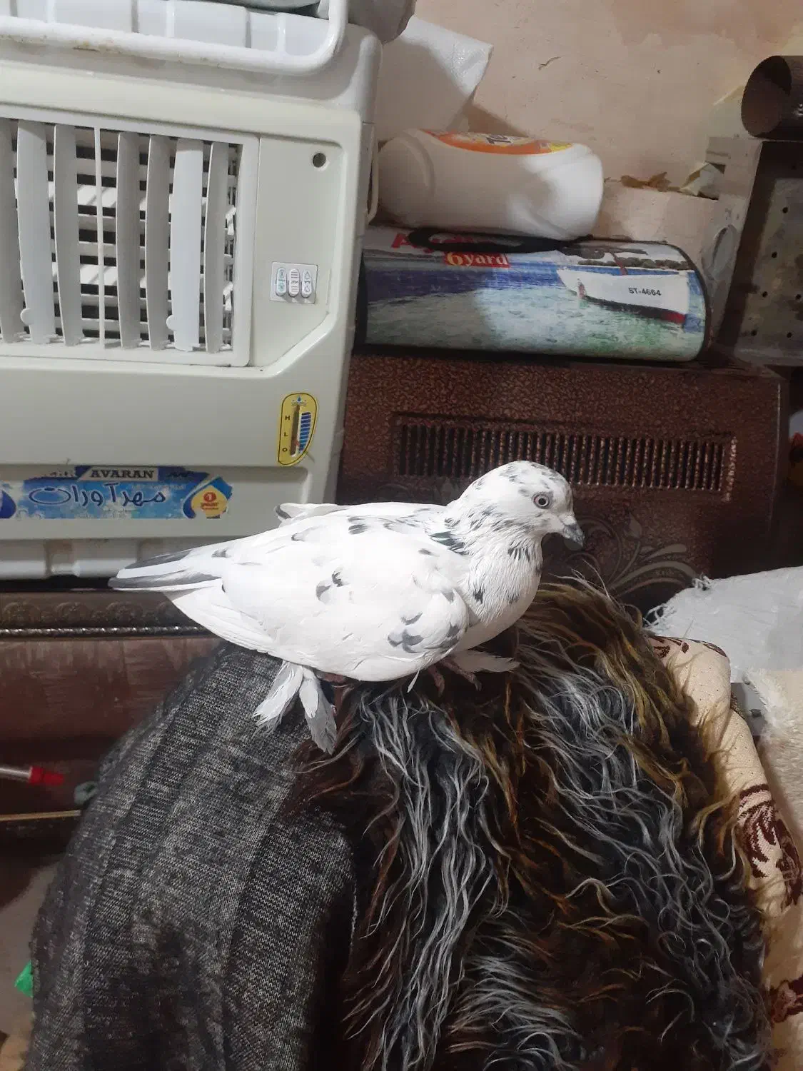 لوتی|پرنده|آذرشهر, |دیوار