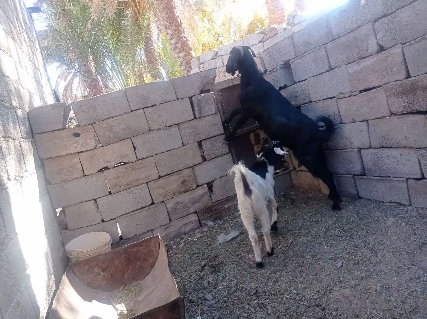 12222|حیوانات مزرعه|گلباف, |دیوار