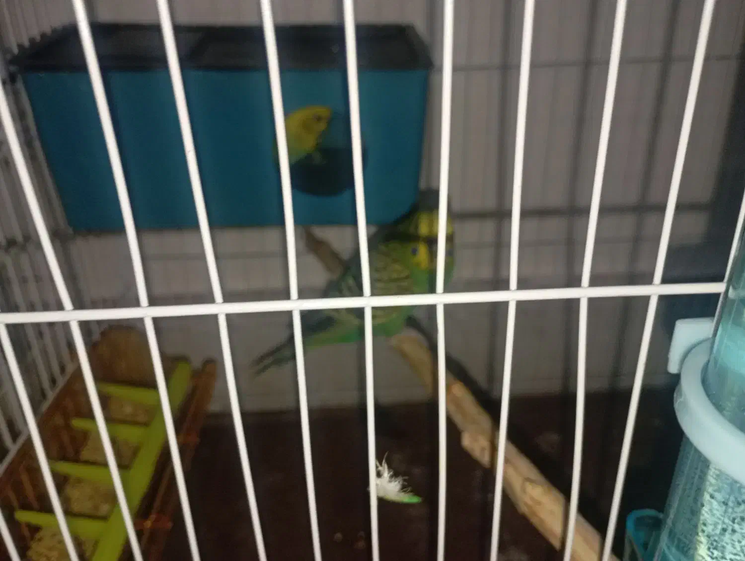 مرغ عشق جفت|پرنده|مشهد, قائم|دیوار