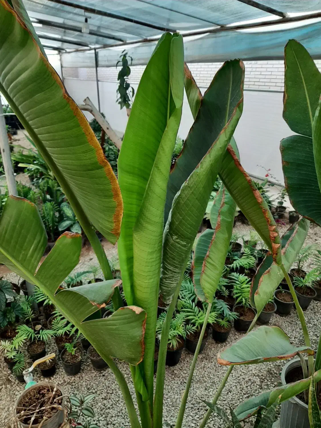 فروش عمده گل|گل و گیاه طبیعی|آباده, |دیوار