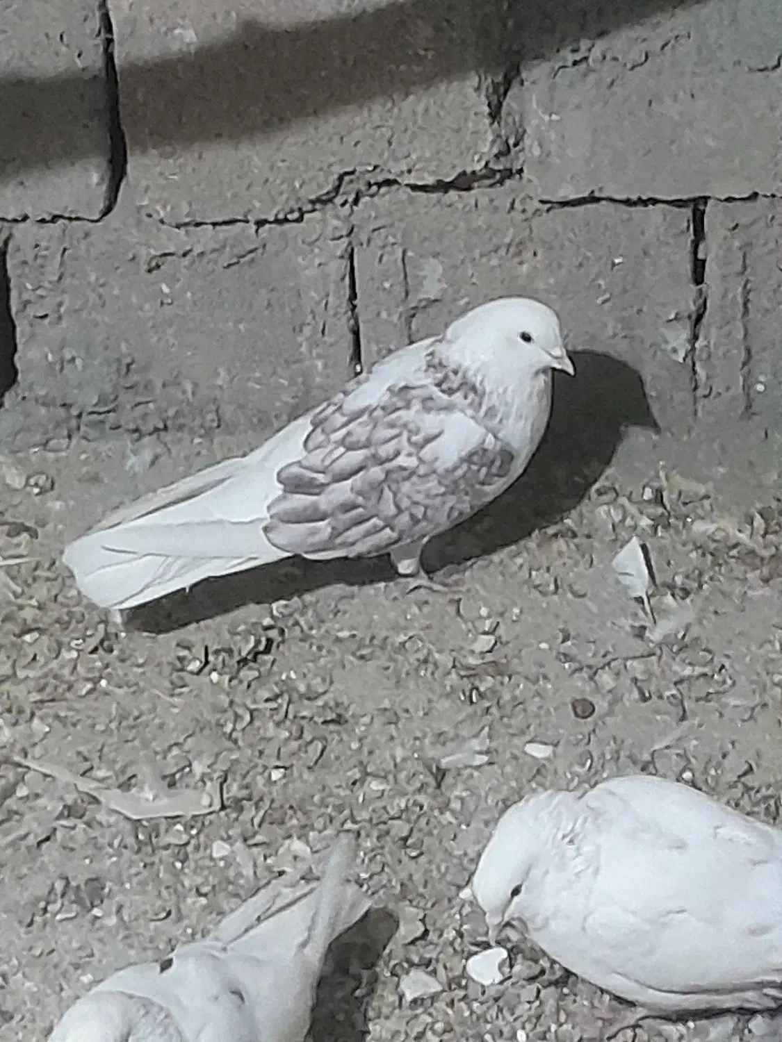 کبوتر اصفهانی، تهرانی  ،کاشانی ،پرشی|پرنده|میمه, |دیوار