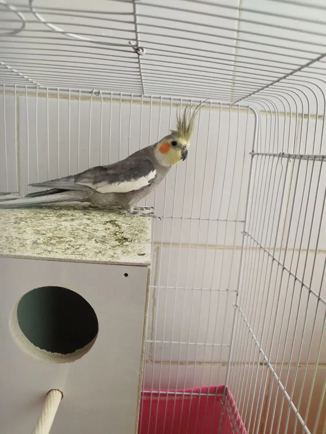 عروس هلندی|پرنده|بافت, |دیوار